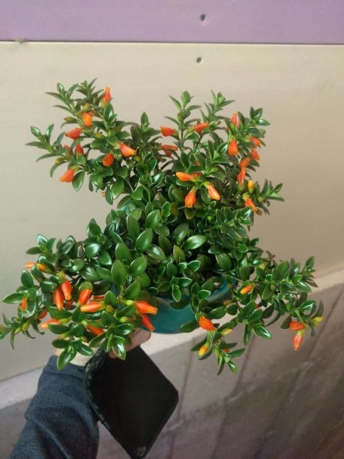 Nematanthus 6