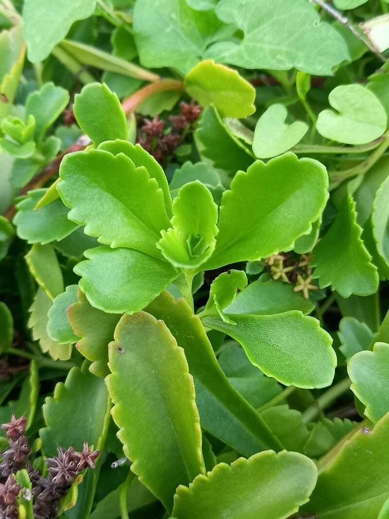 Borracina 5