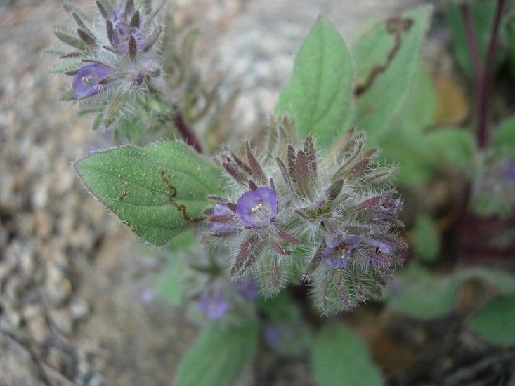 Phacelia 3