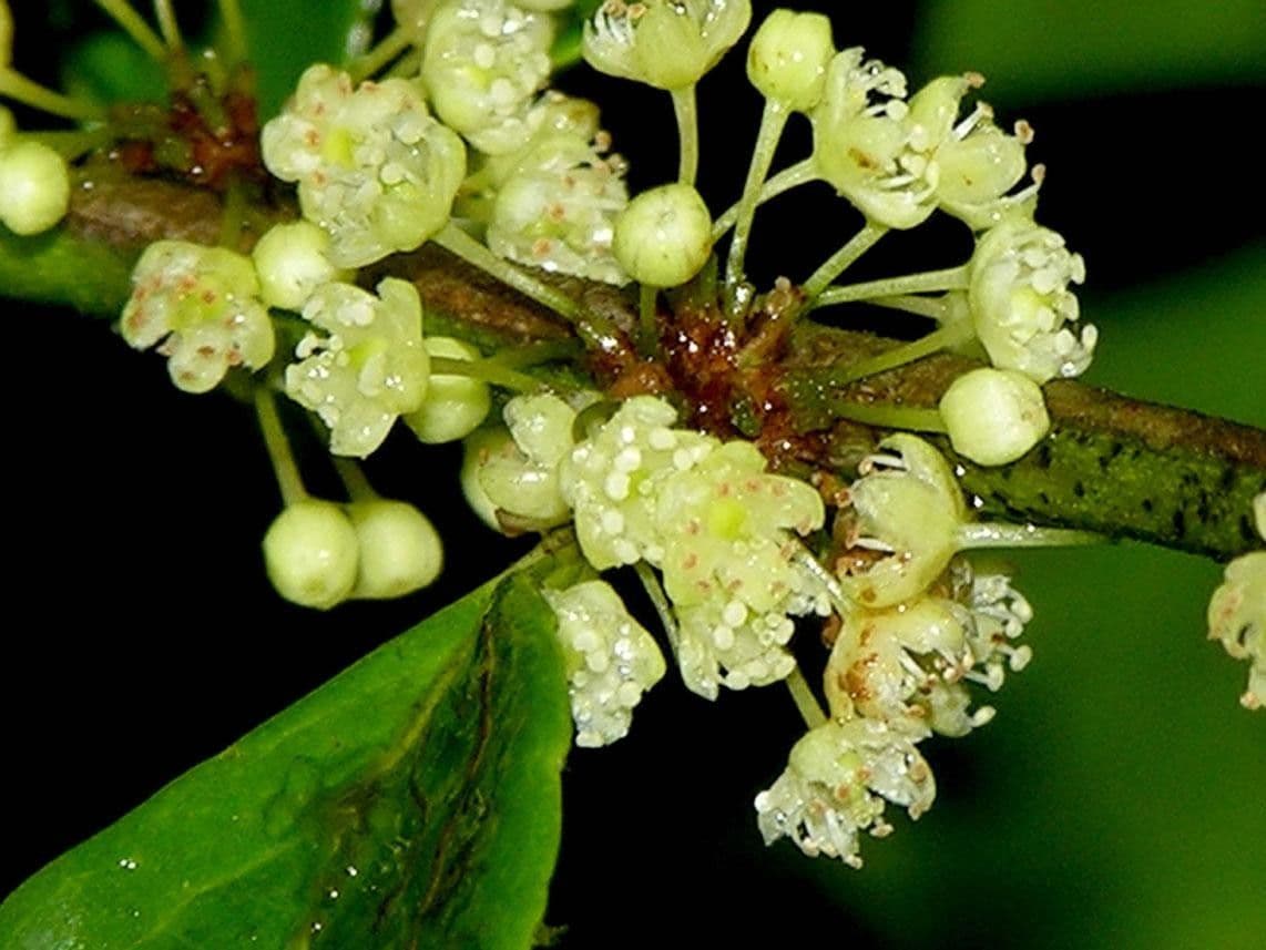 Casearia