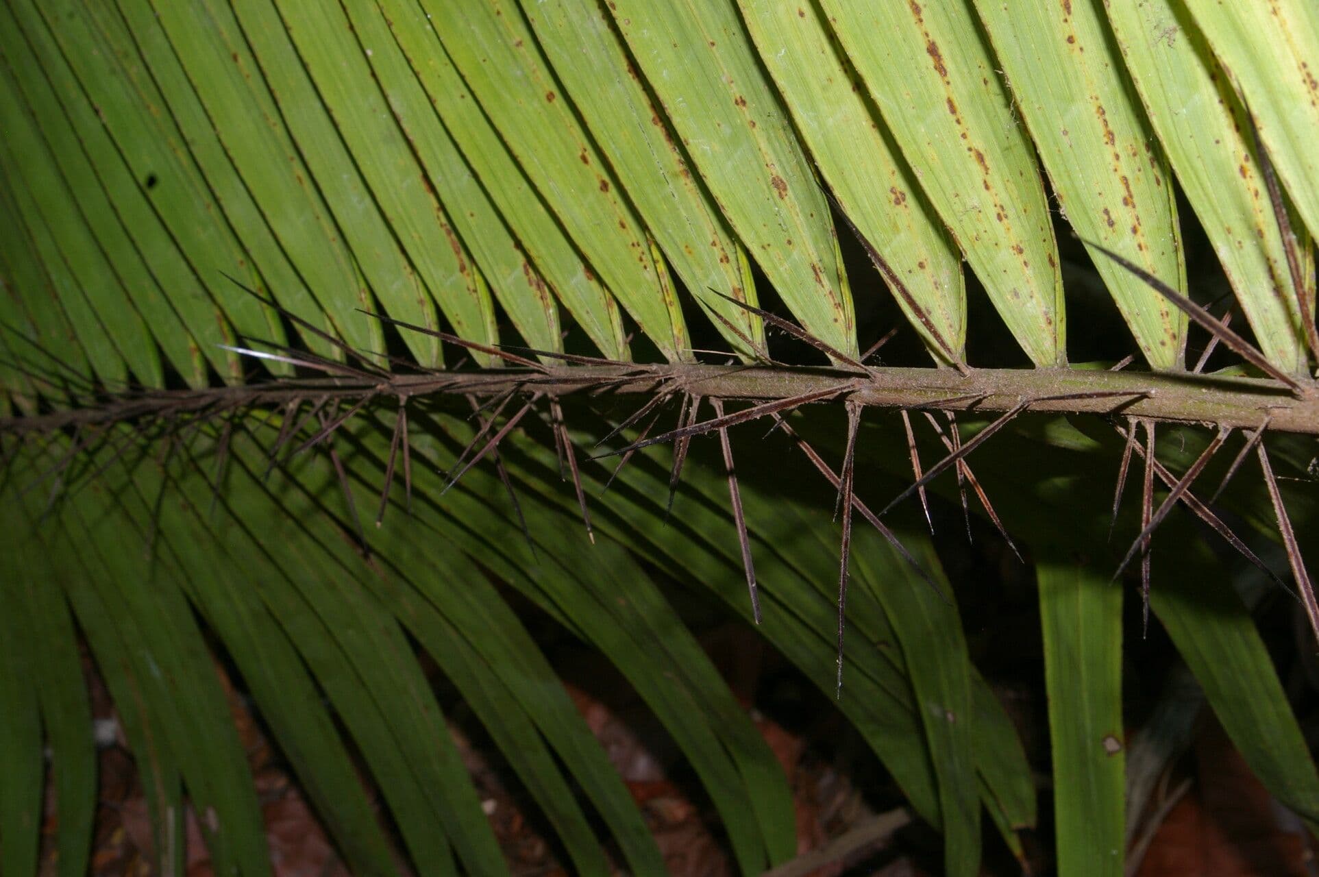 Große Bactris-Palme 3