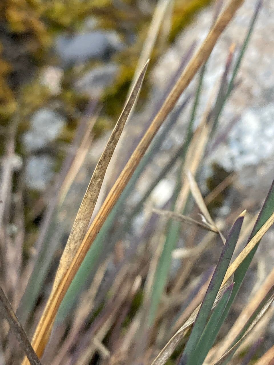 Poa 12