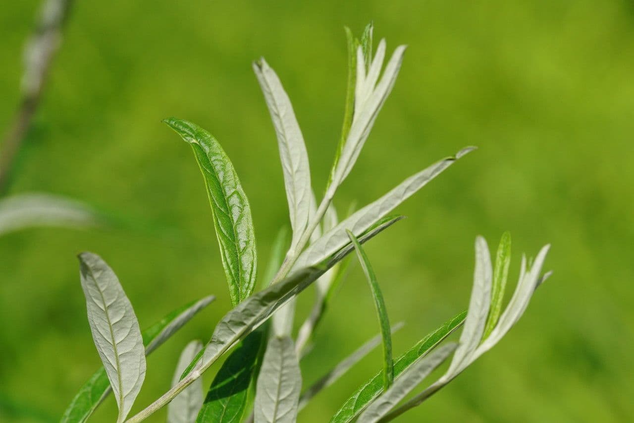 Buddleja 12