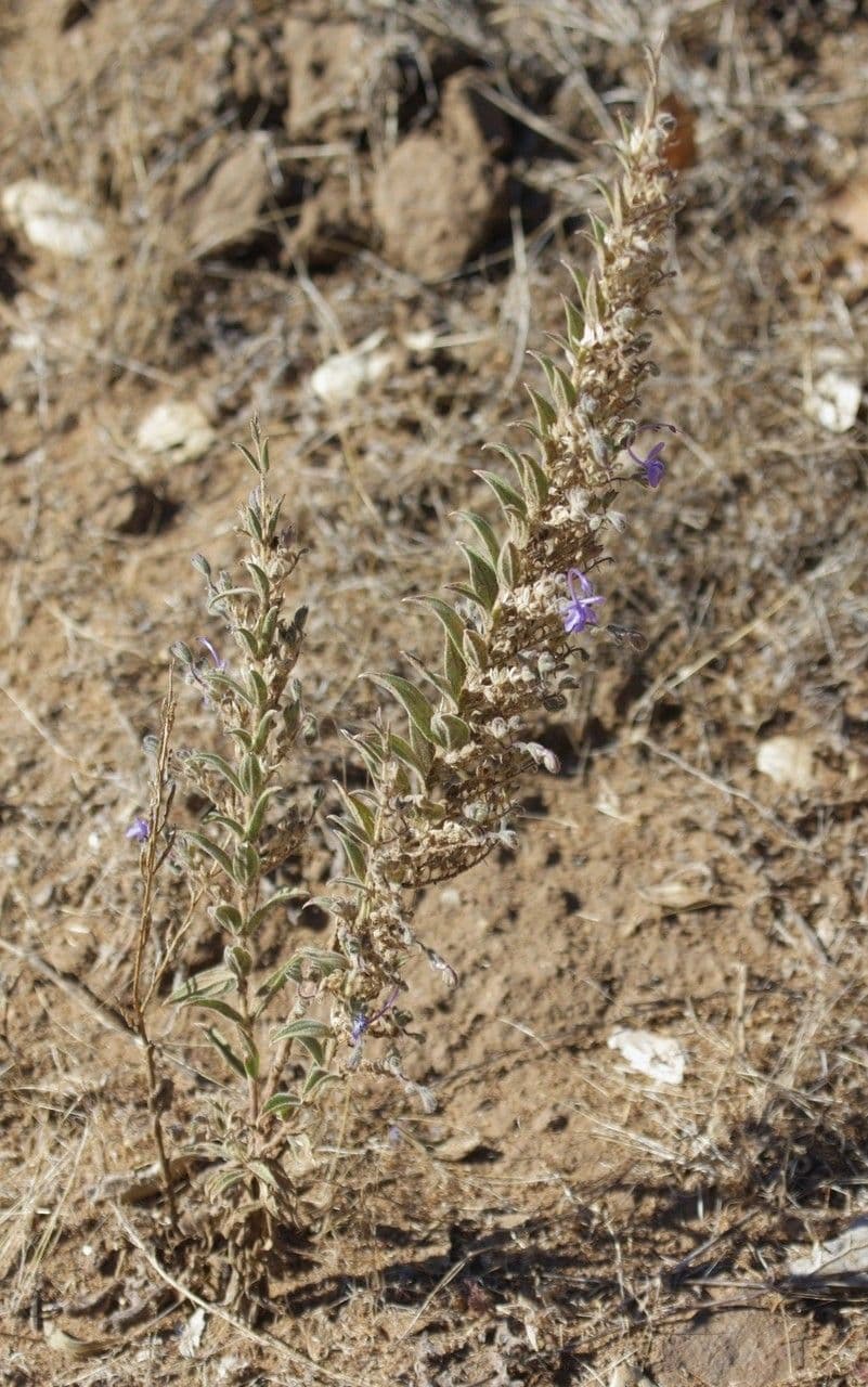 Trichostema lanceolatum 10