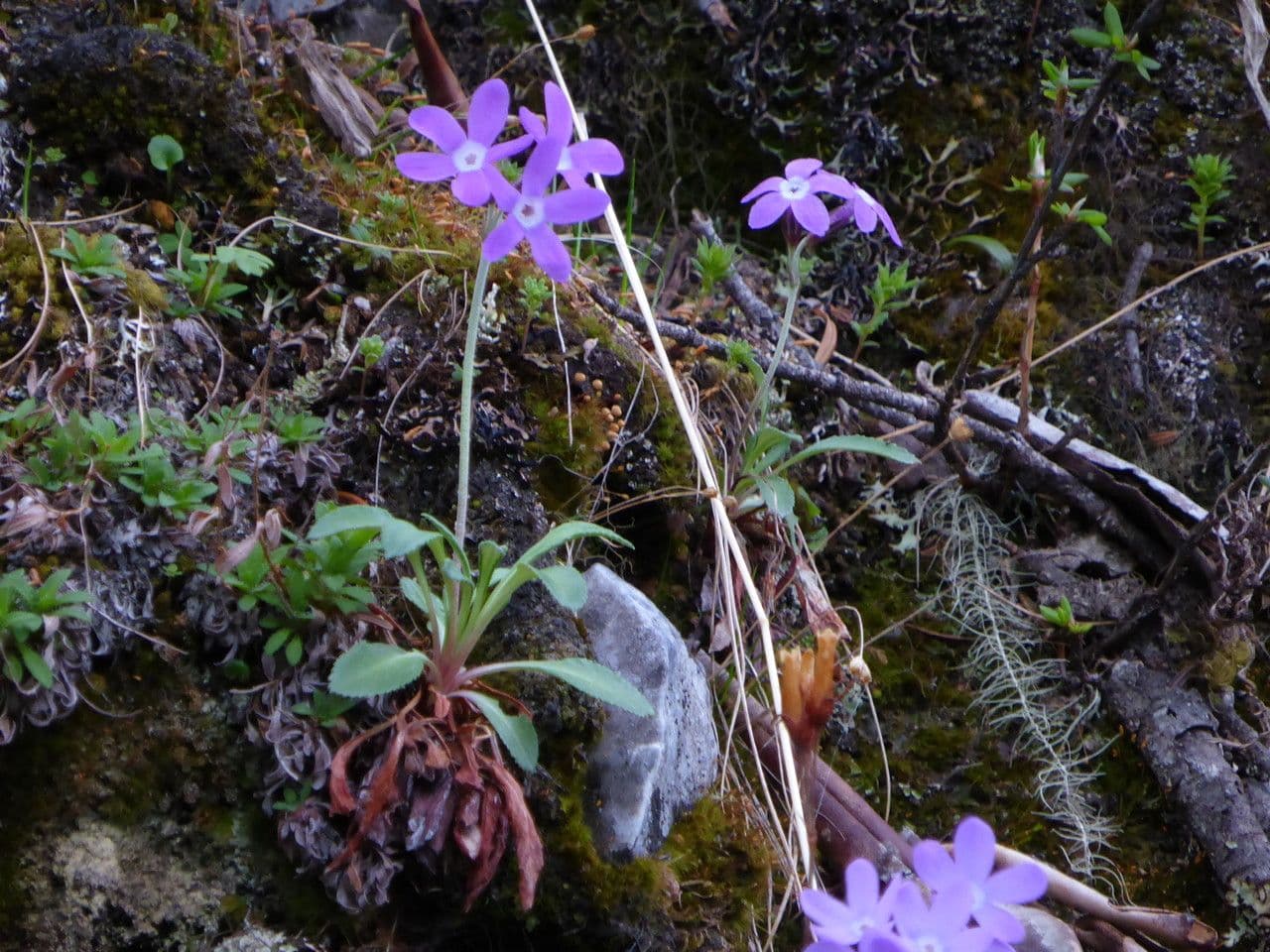 Primula 2