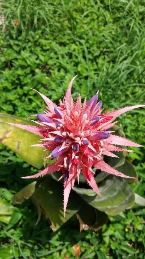 Aechmea 4