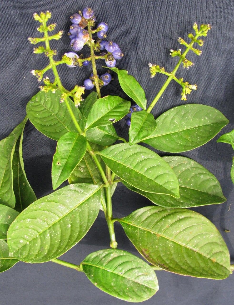 Psychotria rameuse 20