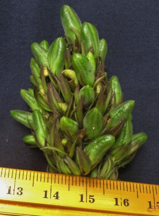 Giustizia dorata 21