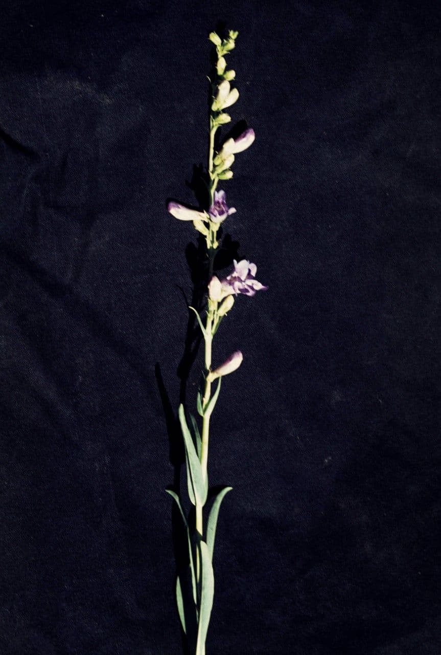 Penstemon 10