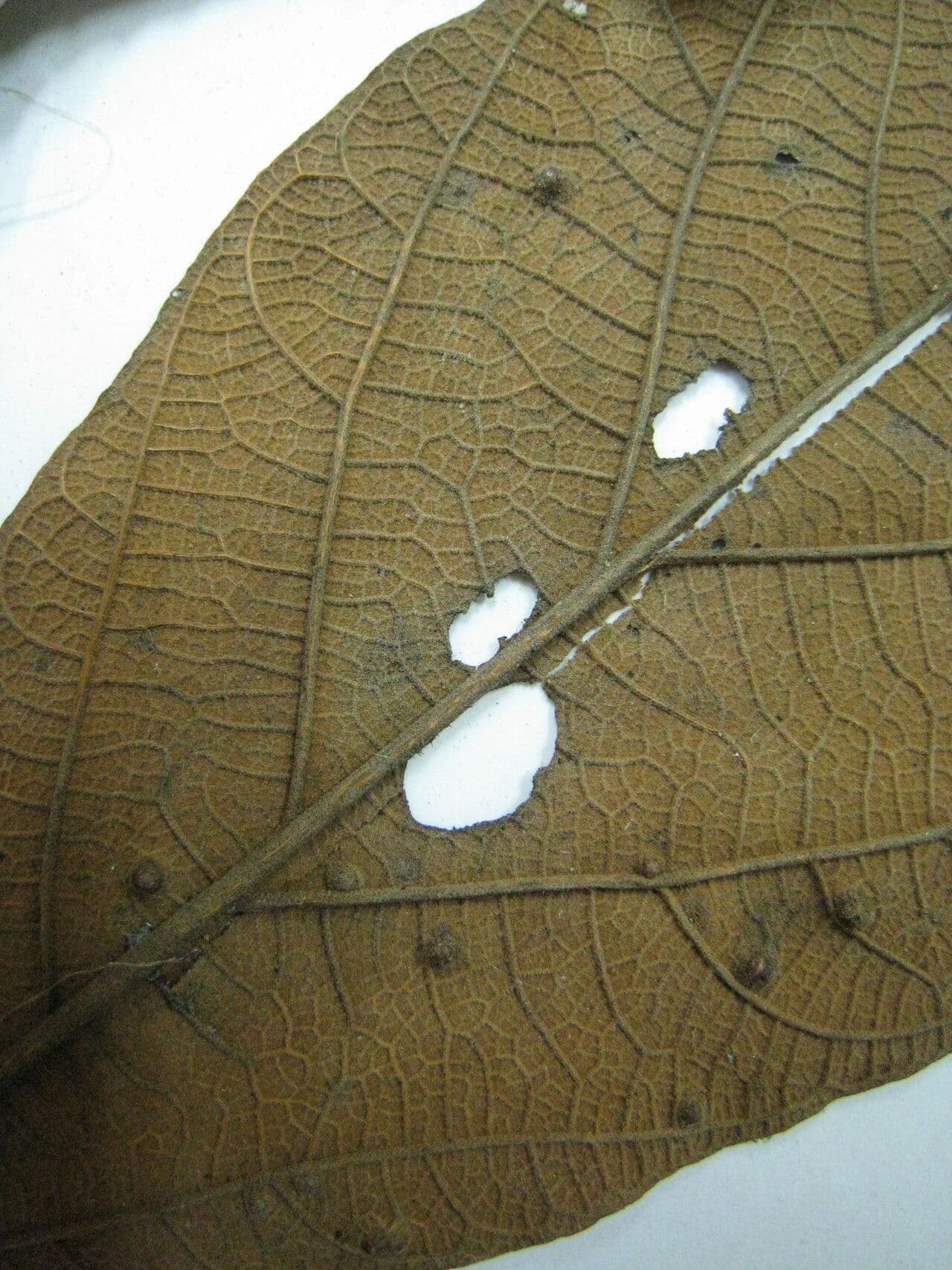 Sterculia 5