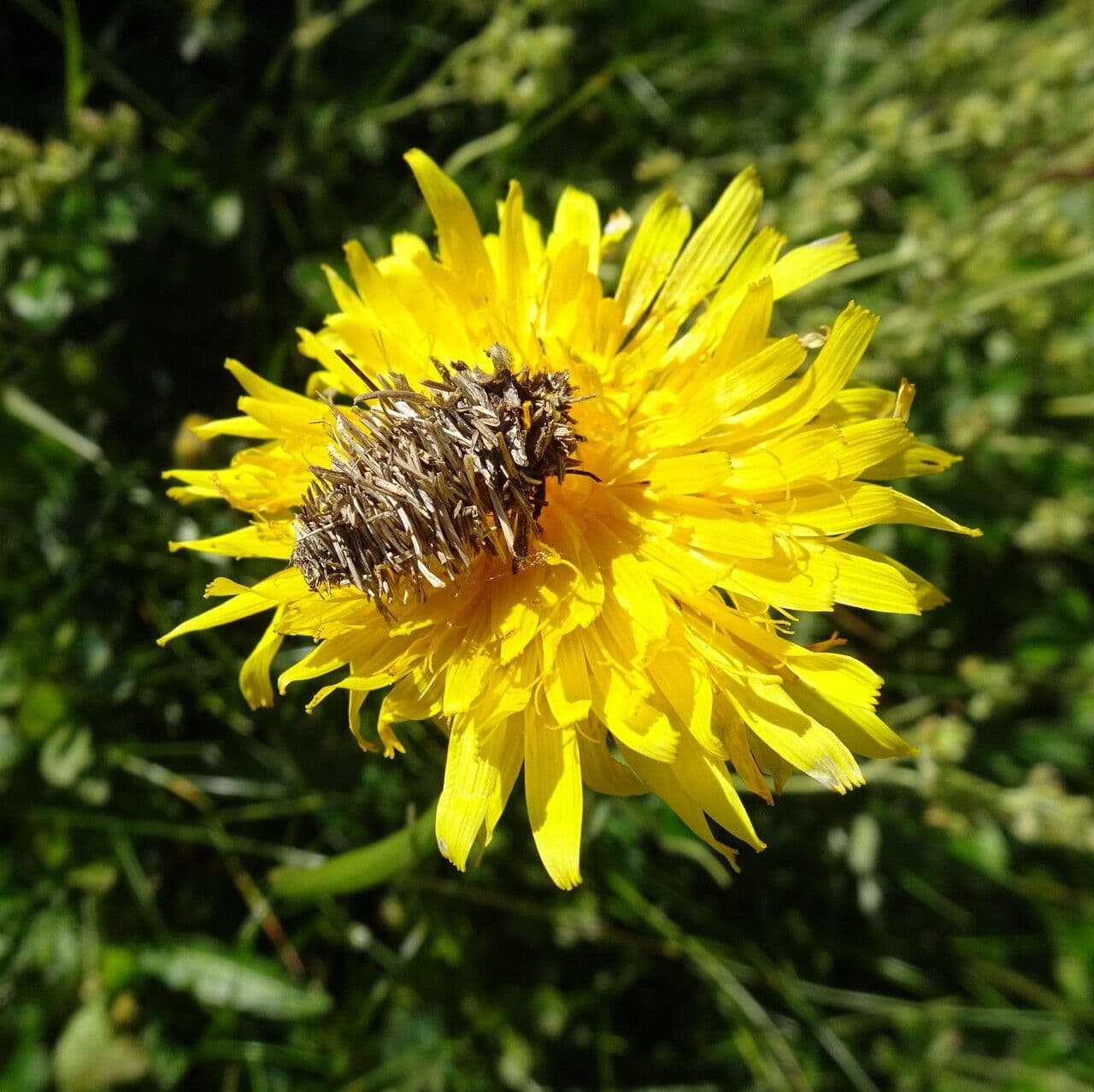 Crepis conyzifolia 9