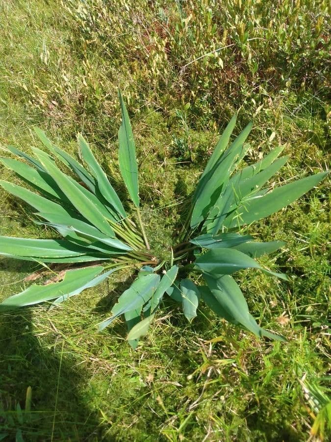 Orontium acquatico 15