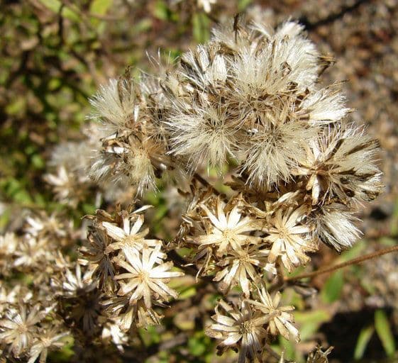 Sericocarpus 5