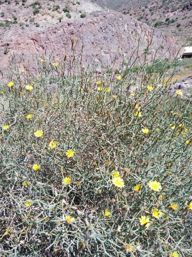 Launaea arborea 15