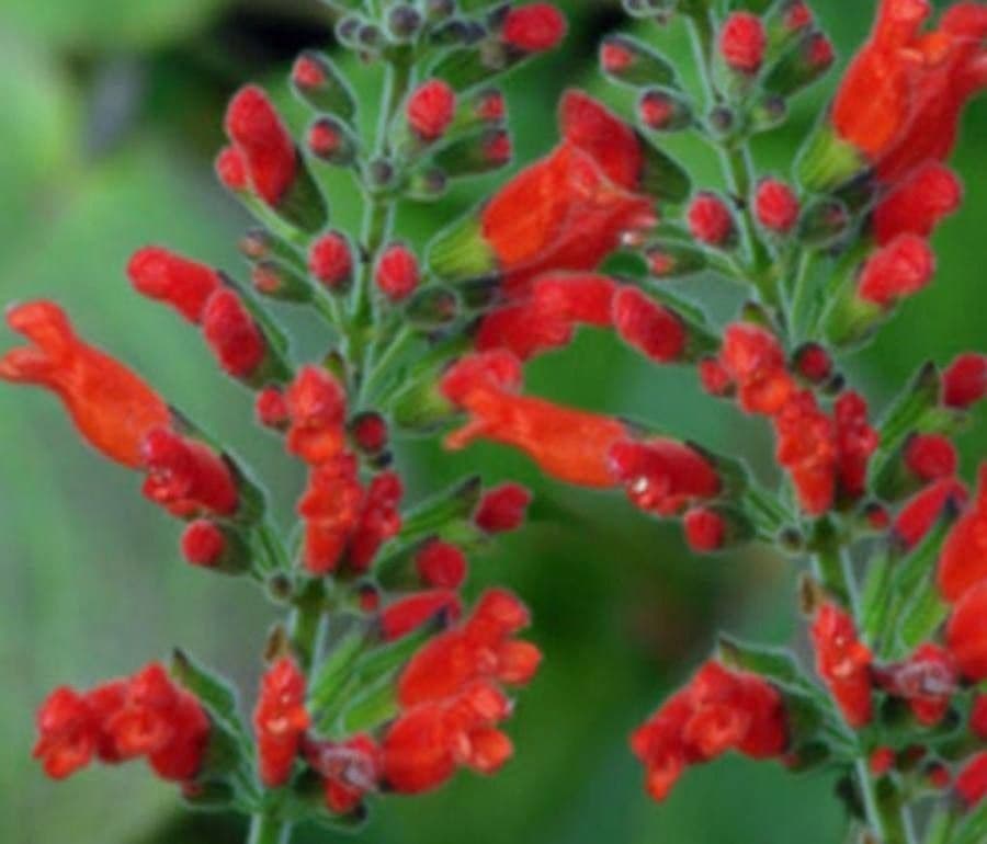 Salvia