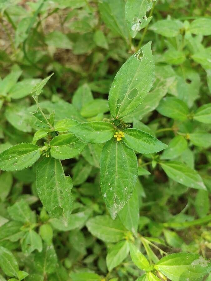 Synedrella nodiflora 17