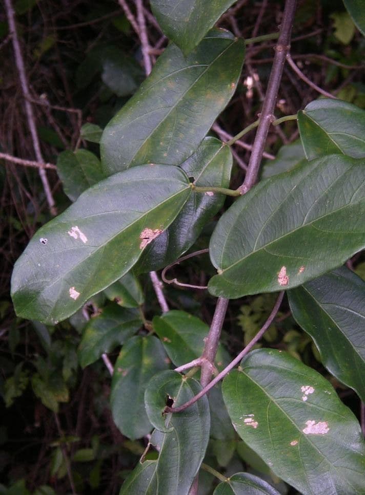 Omphalea 13