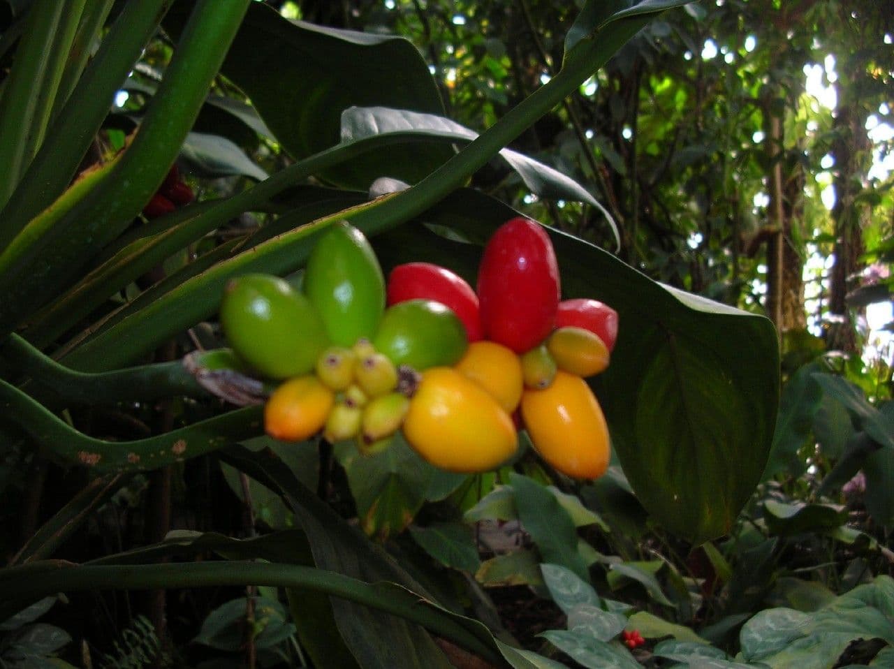 Aglaonema 5