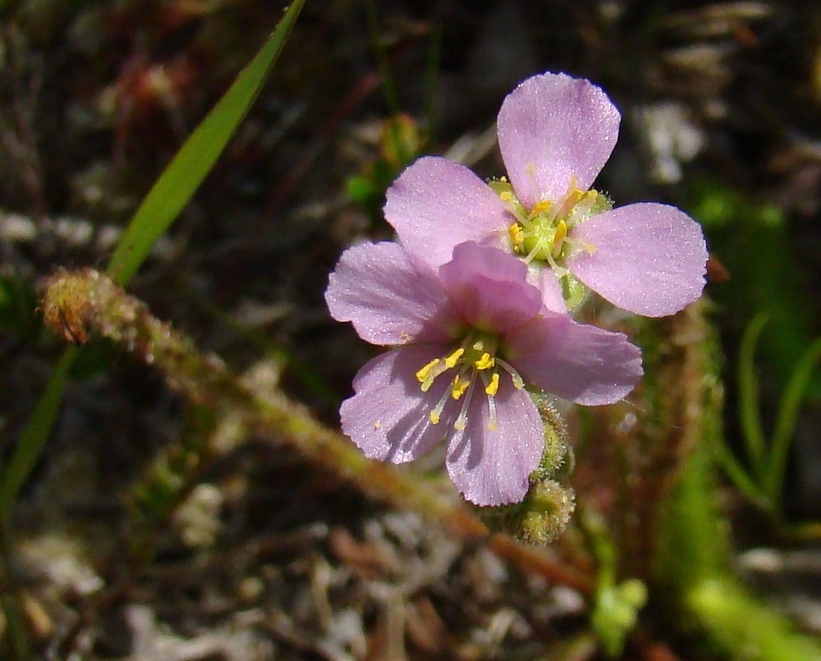 Threadleaf sundew 3