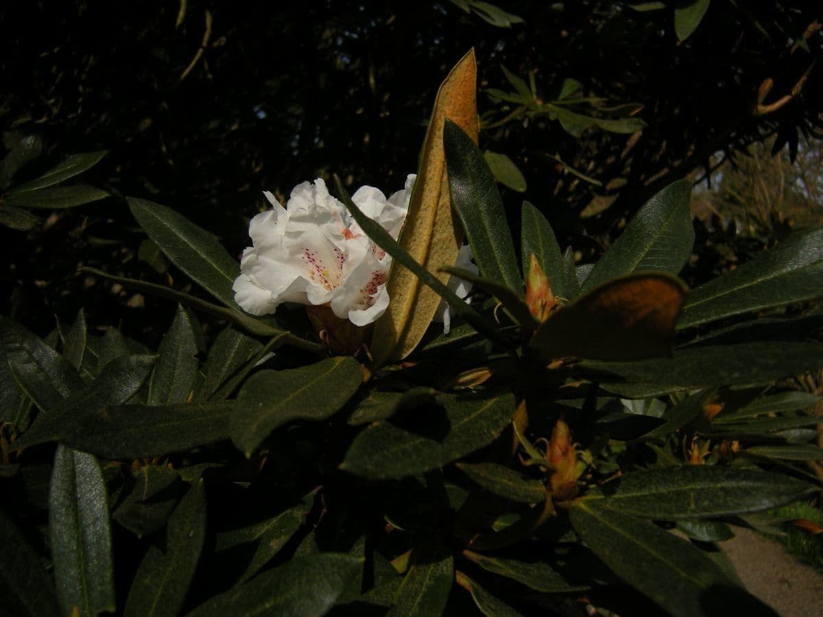 Różanecznik 2