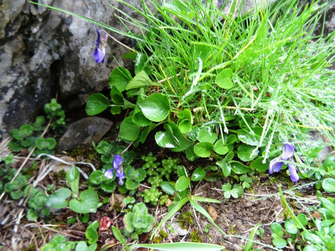 Viola pirenaica 6