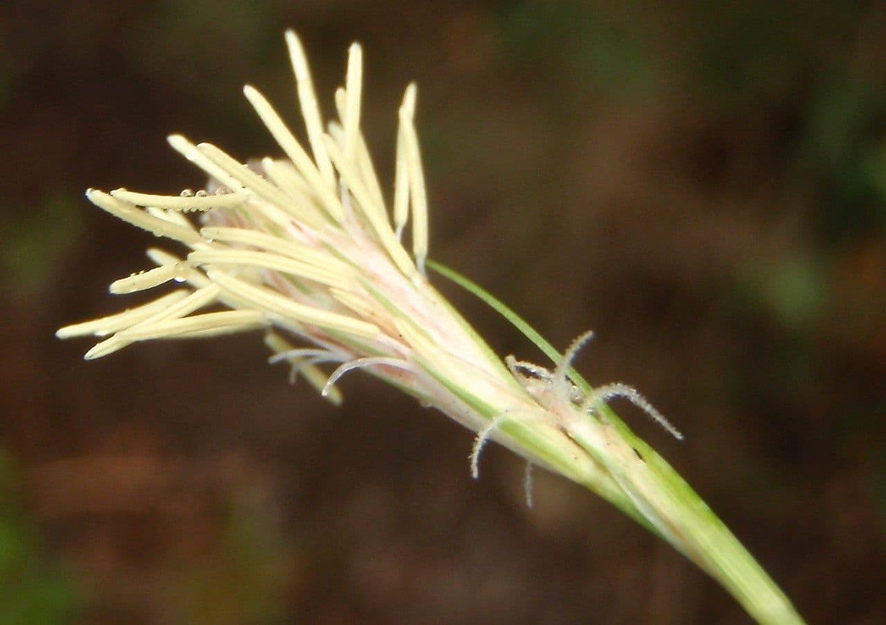 Dwarf sedge 8