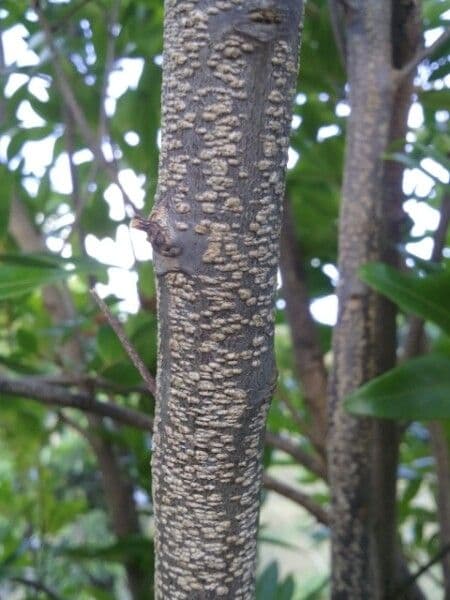 Doratoxylon apetalum 19