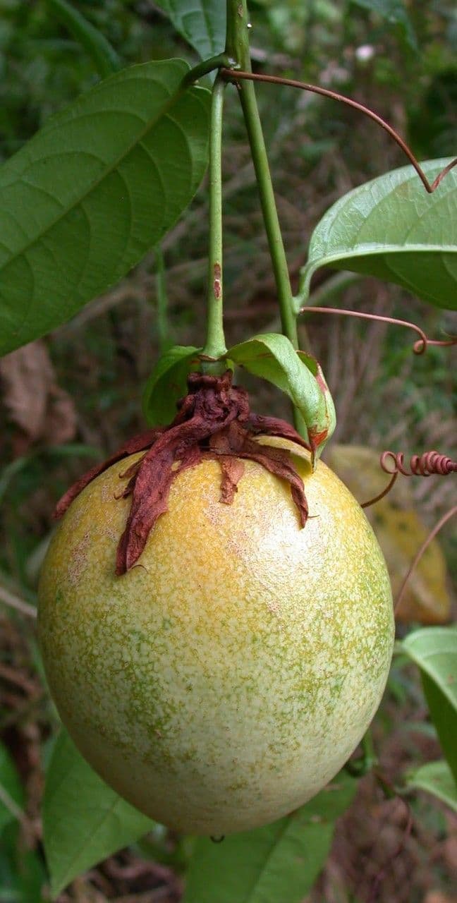 Passiflora lucida 3