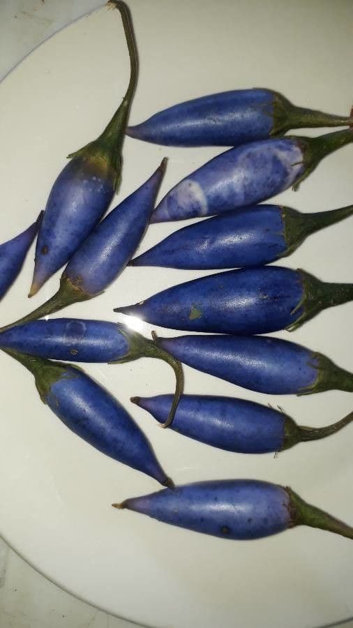 Lycianthes 4