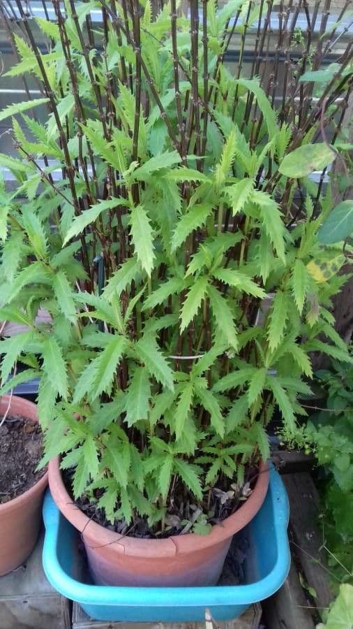 Dendrocnide 2