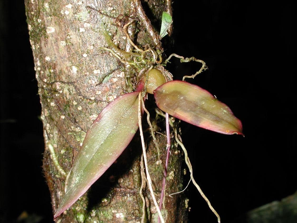 Leochilus 4