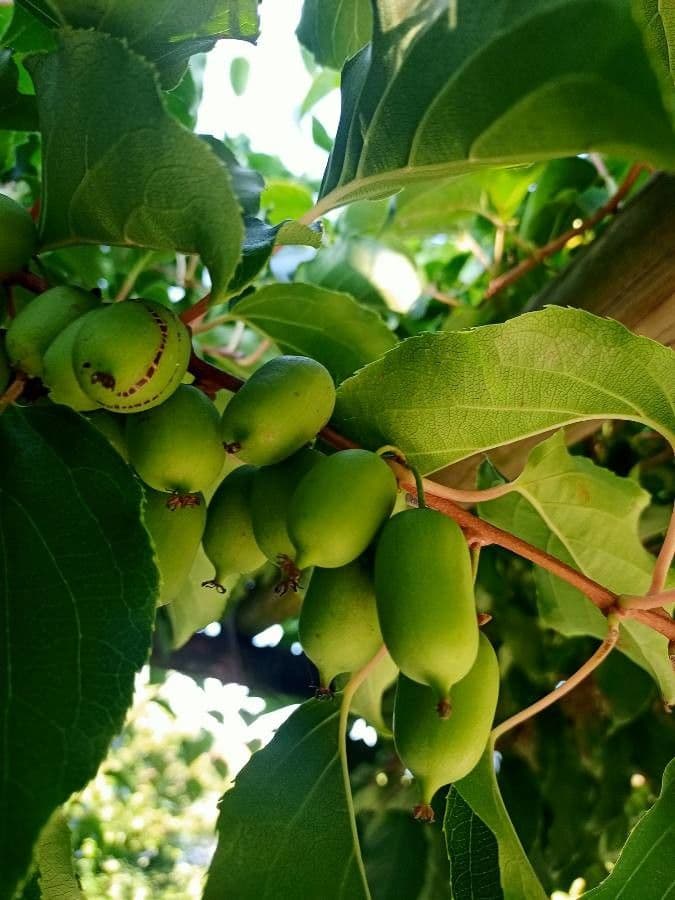 Kiwi arguta 5