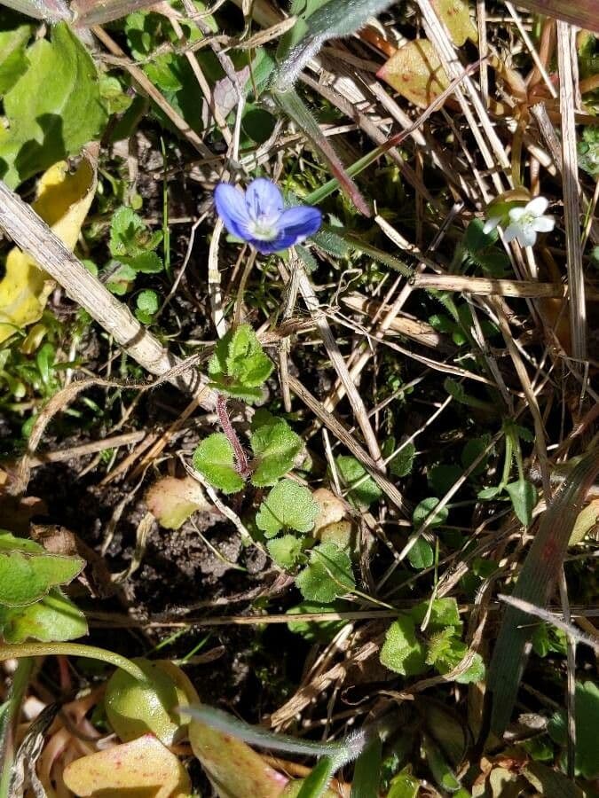 Veronica filiforme 13