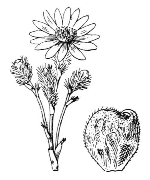 Adonide primaverile 24
