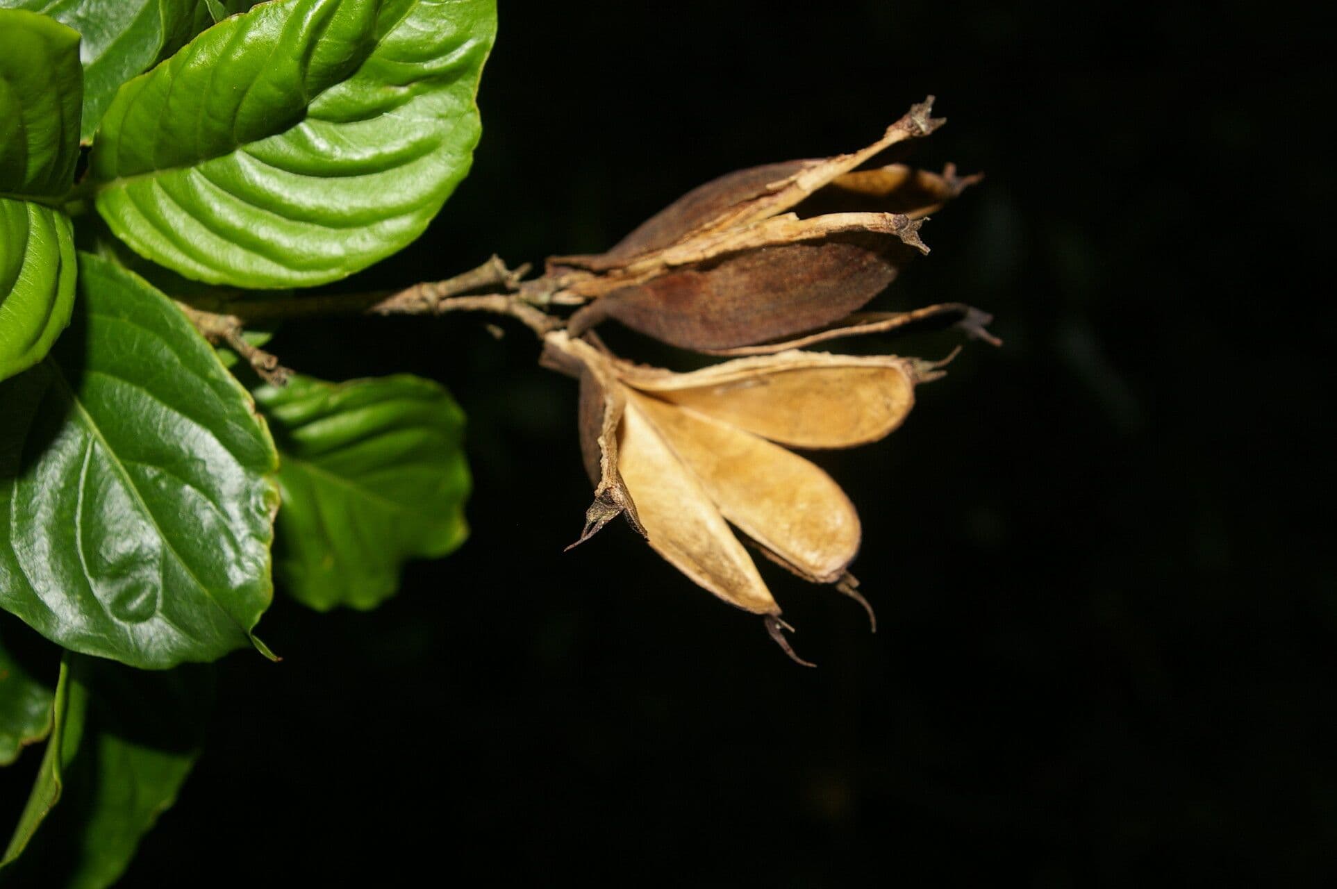 Kutarea 2