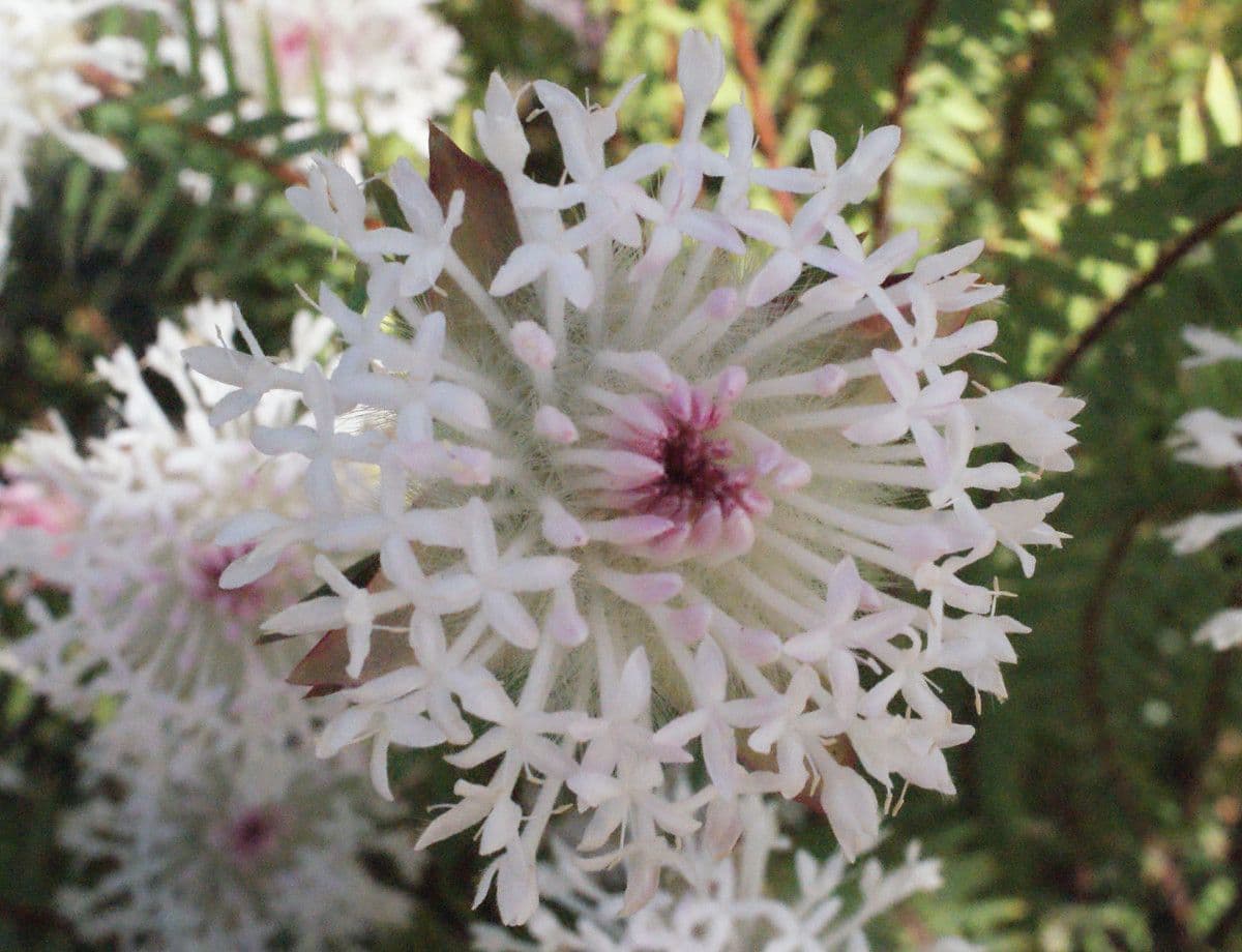Pimelea 4