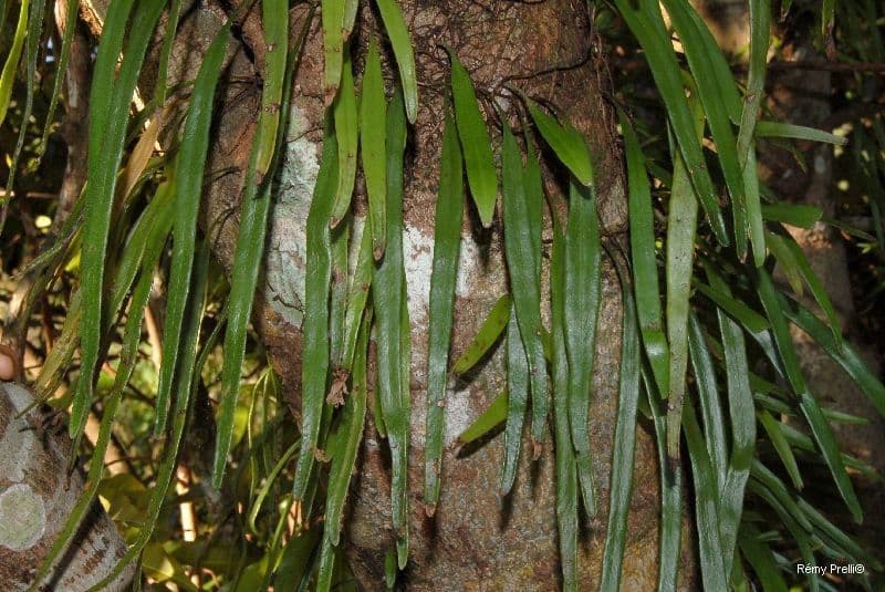 Pyrrosia 10