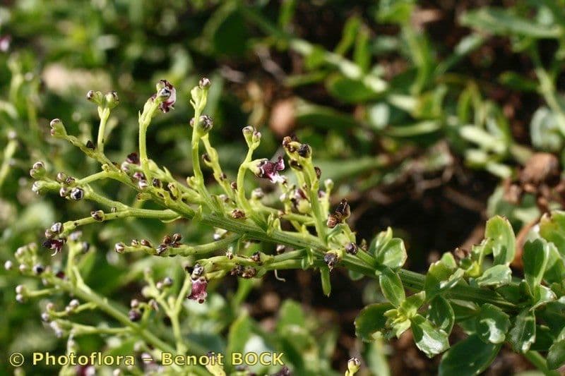 Scrophularia arbustiva