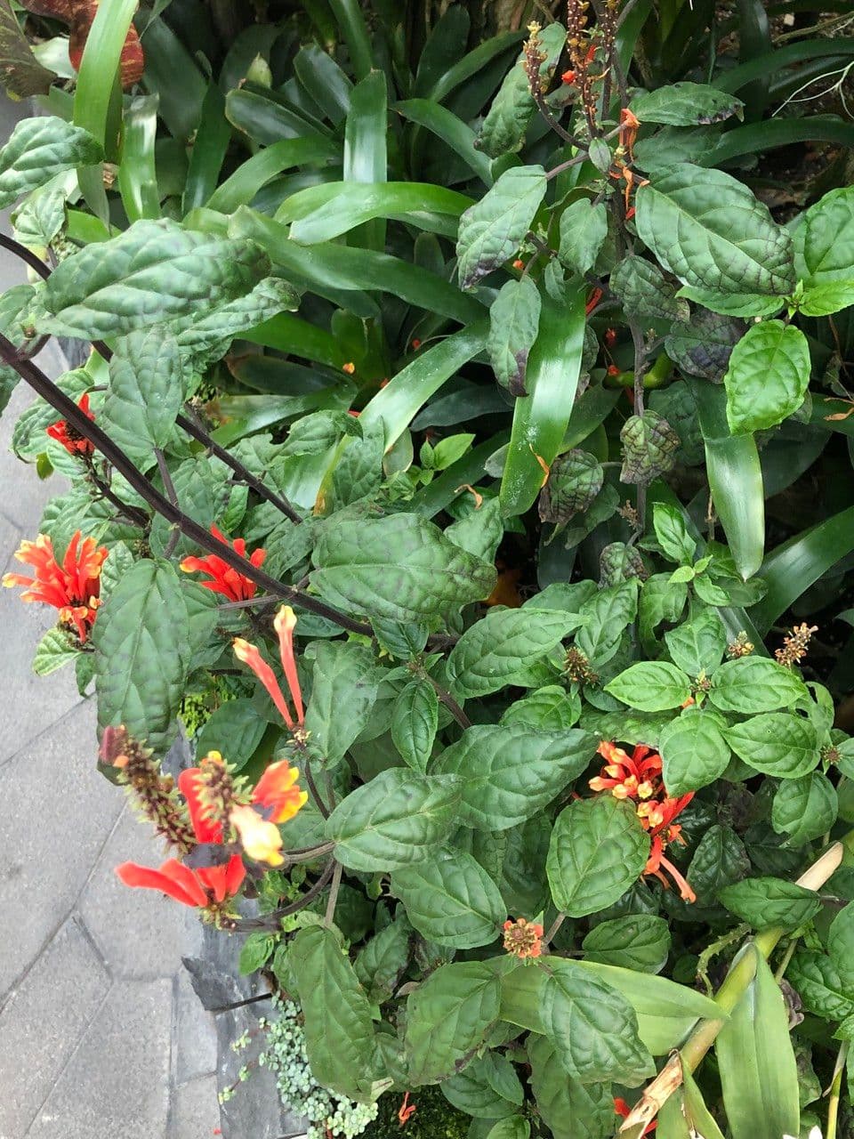Scutellaria 13