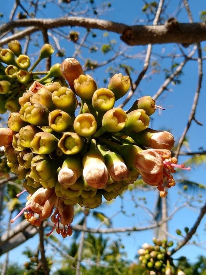 Ceiba 7