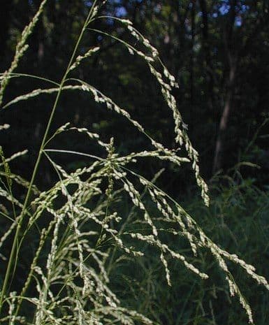 Glyceria striata 9