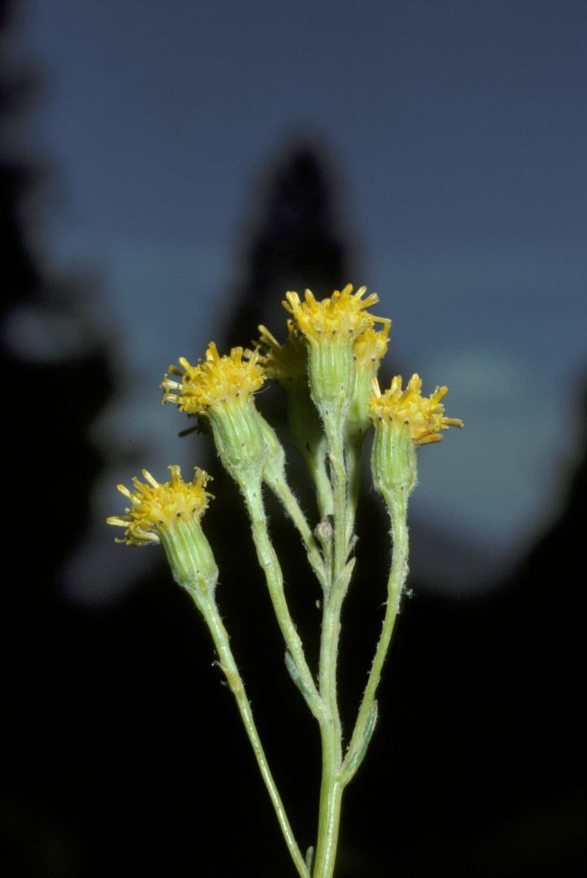 Senecio