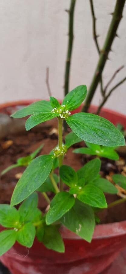 Mitracarpus hirtus 15