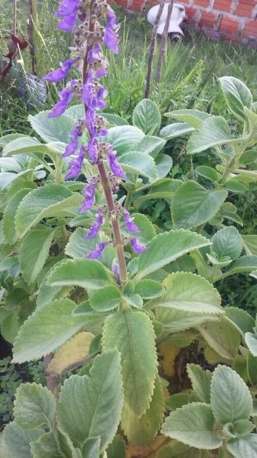Coleus barbato 9