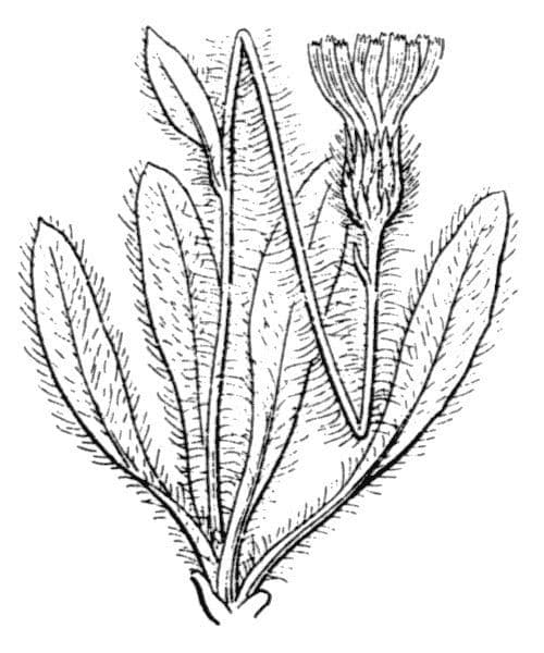 Borsten-Habichtskraut 20