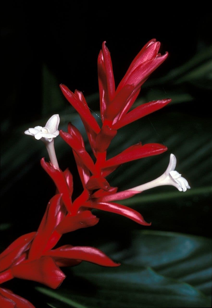 Etlingera 2