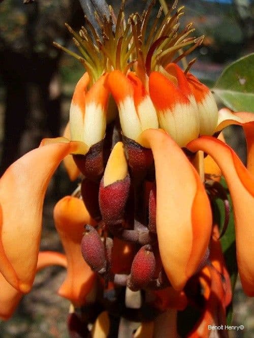 Erythrina bruna 2