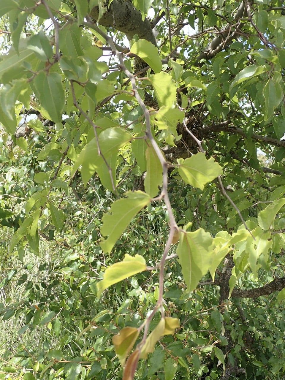 Giuggiolo spinoso 29