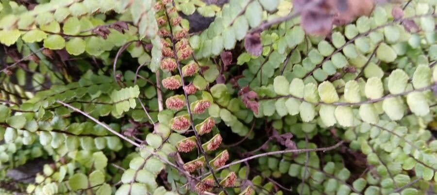Erba rugginina 7