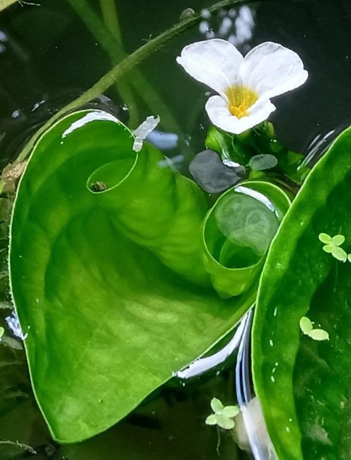 Ottelia alismoides